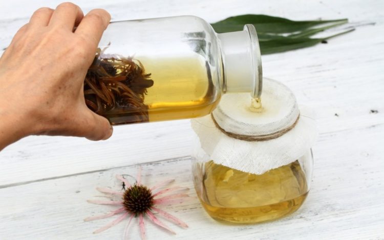 Uống rượu thảo dược Echinacea để cải thiện sức khỏe mỗi ngày.